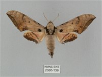 廣東鷹翅天蛾藏品圖，第1張