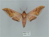 廣東鷹翅天蛾藏品圖，第2張