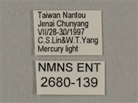 廣東鷹翅天蛾藏品圖，第3張