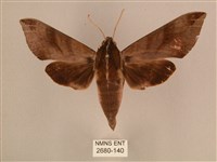 背中白天蛾藏品圖，第1張