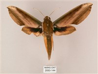 綠背斜紋天蛾藏品圖，第1張