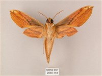 綠背斜紋天蛾藏品圖，第2張