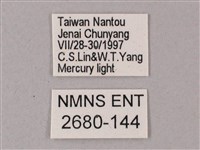 綠背斜紋天蛾藏品圖，第3張