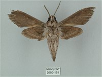 蝦殼天蛾藏品圖，第2張