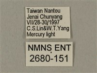 蝦殼天蛾藏品圖，第3張