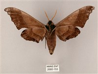 齒翅三線天蛾藏品圖，第2張