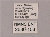 齒翅三線天蛾藏品圖，第3張