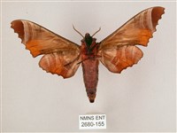 黑角六點天蛾藏品圖，第2張