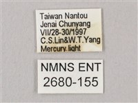 黑角六點天蛾藏品圖，第3張