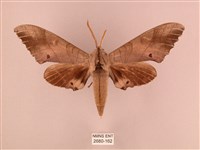 栗六點天蛾藏品圖，第1張