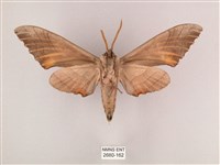 栗六點天蛾藏品圖，第2張