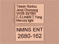 栗六點天蛾藏品圖，第3張