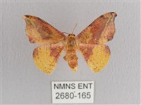 接骨木帶鉤蛾藏品圖，第1張