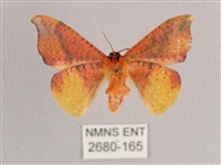 接骨木帶鉤蛾藏品圖，第2張