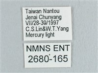 接骨木帶鉤蛾藏品圖，第3張