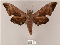 齒翅三線天蛾藏品圖，第1張