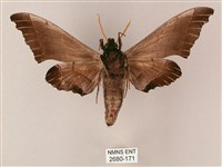 齒翅三線天蛾藏品圖，第2張