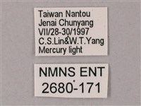 齒翅三線天蛾藏品圖，第3張