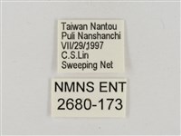 淡褐脈粉蝶藏品圖，第3張