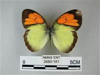 異粉蝶、雌白黃蝶藏品圖，第1張