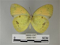 異粉蝶、雌白黃蝶藏品圖，第2張