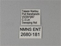 異粉蝶、雌白黃蝶藏品圖，第3張