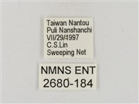淡褐脈粉蝶藏品圖，第3張