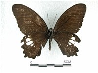 無尾白紋鳳蝶藏品圖，第2張