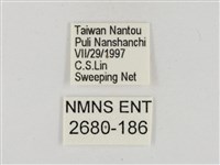 淡褐脈粉蝶藏品圖，第3張