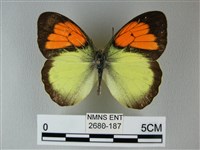 異粉蝶、雌白黃蝶藏品圖，第1張
