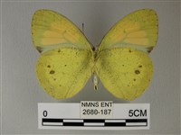 異粉蝶、雌白黃蝶藏品圖，第2張