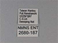 異粉蝶、雌白黃蝶藏品圖，第3張