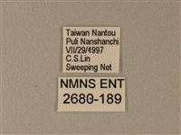 異粉蝶、雌白黃蝶藏品圖，第3張