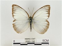 淡褐脈粉蝶藏品圖，第1張