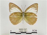 淡褐脈粉蝶藏品圖，第2張