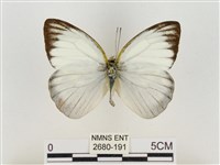 淡褐脈粉蝶藏品圖，第1張