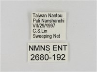 淡褐脈粉蝶藏品圖，第3張