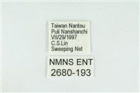 東方喙蝶藏品圖，第3張