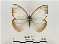 淡褐脈粉蝶藏品圖，第1張