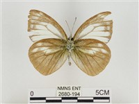 淡褐脈粉蝶藏品圖，第2張