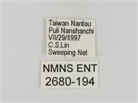 淡褐脈粉蝶藏品圖，第3張