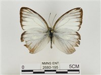 淡褐脈粉蝶藏品圖，第1張