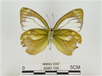 淡褐脈粉蝶藏品圖，第2張