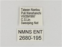 淡褐脈粉蝶藏品圖，第3張