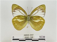 淡褐脈粉蝶藏品圖，第2張