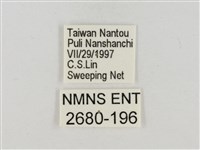 淡褐脈粉蝶藏品圖，第3張