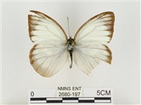 淡褐脈粉蝶藏品圖，第1張