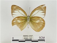 淡褐脈粉蝶藏品圖，第2張