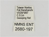 淡褐脈粉蝶藏品圖，第3張