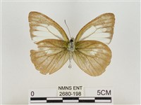 淡褐脈粉蝶藏品圖，第2張